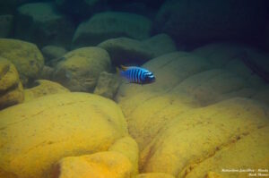 Metriaclima fainzilberi 'Manda'